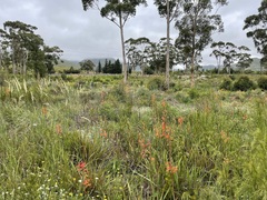 Watsonia angusta