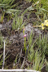 Disperis paludosa