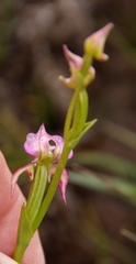 Disperis paludosa