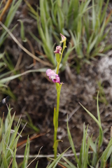 Disperis paludosa