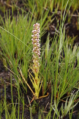 Disa obtusa
