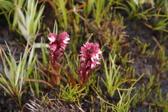 Disa albomagentea