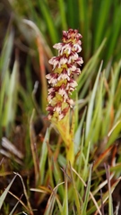 Disa obtusa