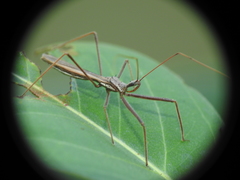Australcmena lineativentris