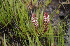 Disa albomagentea