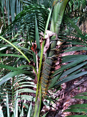 Calamus moti