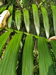 Calamus moti