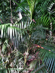 Calamus moti