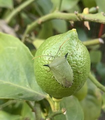 Biprorulus bibax