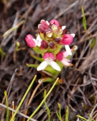 Disa albomagentea