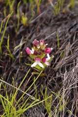 Disa albomagentea