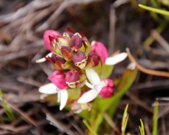 Disa albomagentea