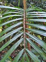Calamus australis