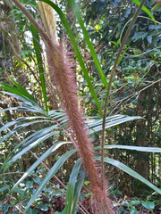 Calamus australis