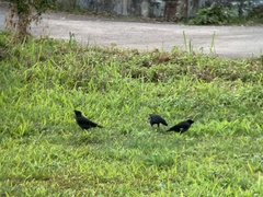 Acridotheres cristatellus formosanus