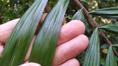 Calamus australis