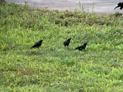 Acridotheres cristatellus formosanus