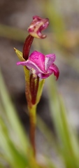 Disperis paludosa