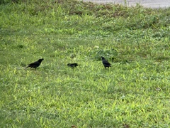 Acridotheres cristatellus formosanus