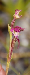 Disperis paludosa