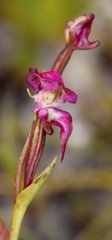 Disperis paludosa