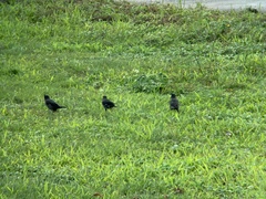 Acridotheres cristatellus formosanus