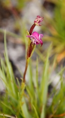 Disperis paludosa