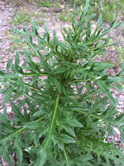 Cirsium texanum