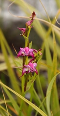 Disperis paludosa