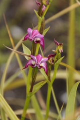 Disperis paludosa
