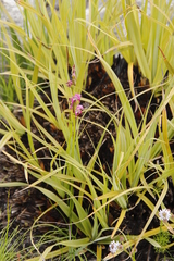 Disperis paludosa