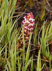 Disa albomagentea