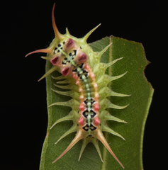 Doratifera quadriguttata