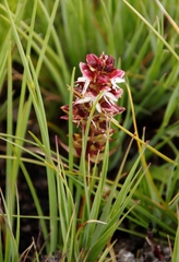 Disa albomagentea