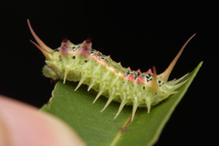 Doratifera quadriguttata