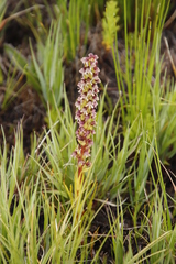 Disa obtusa