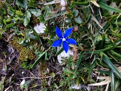 Gentiana verna