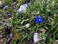 Gentiana verna