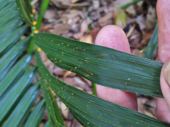 Calamus moti