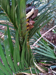 Calamus moti
