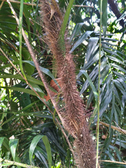 Calamus australis