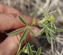 Pediomelum digitatum