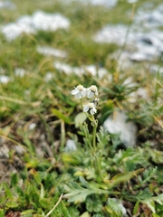 Achillea erba-rotta
