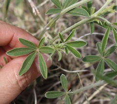 Pediomelum digitatum