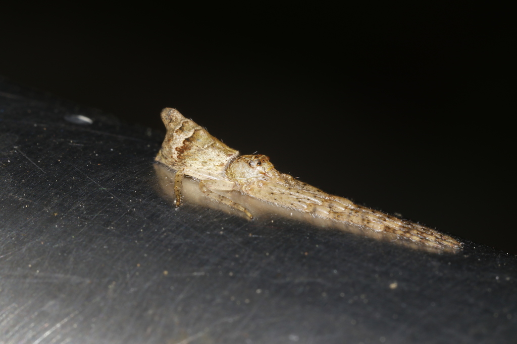 Tmarus taiwanus