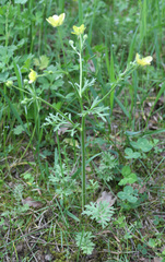 Ranunculus cicutarius