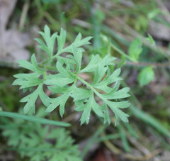 Ranunculus cicutarius