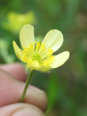 Ranunculus cicutarius