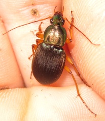 Chlaenius aestivus
