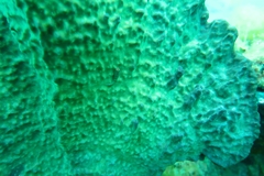 Cochleoceps bicolor